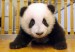 panda-bear-g011